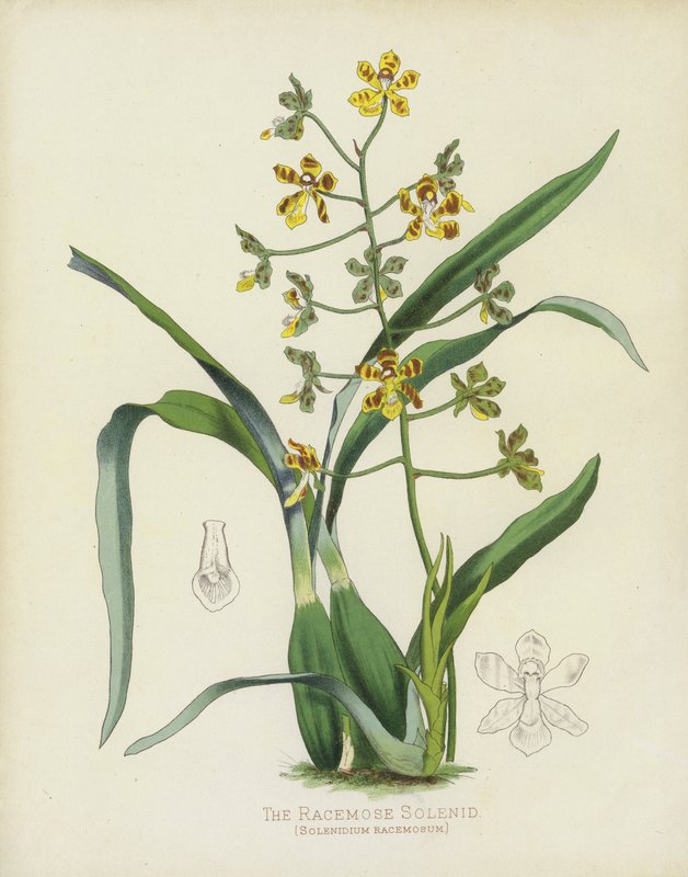 Solenid Racemose, Solenidium Racemosum autorstwa English School