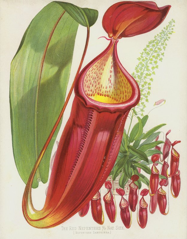 Czerwoni Nepenthes, Nepenthes Sanguinea autorstwa English School