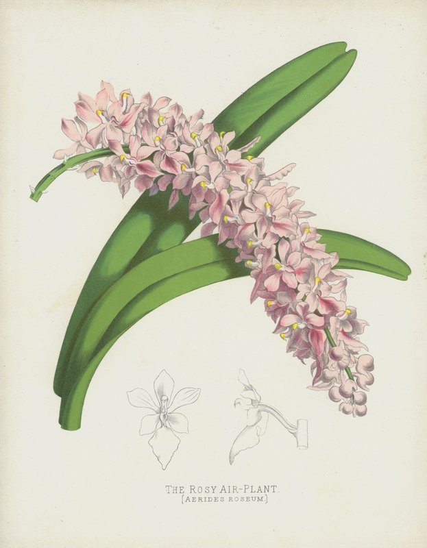 Różowa roślina powietrzna, Aerides Roseum autorstwa English School