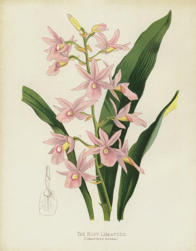 Limatoda różowa, Limatodes Rosea autorstwa English School