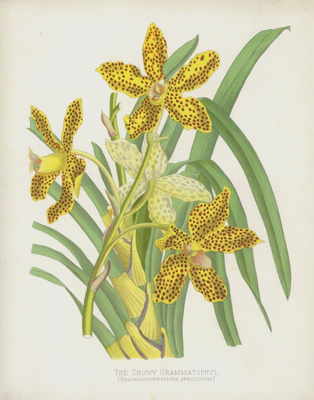 Efektowny Grammatophyl, Grammatophyllum Speciosum autorstwa English School