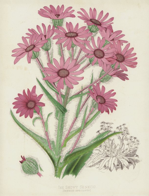 Senecio efektowny, Senecio Speciosus autorstwa English School