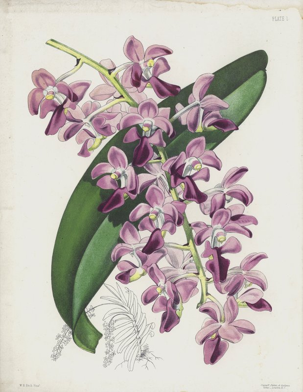 Grubolistna roślina powietrzna, Aerides Crassifolium autorstwa English School