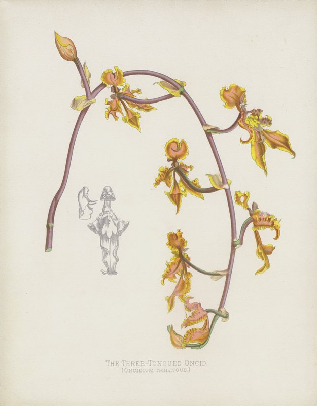 Oncid trójjęzyczny, Oncidium Trilingue autorstwa English School