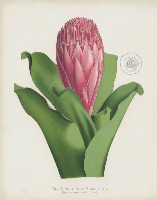 The Thyrse-Like Billbergia, Billbergia Thrysoidea autorstwa English School