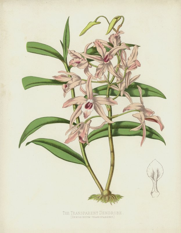 Przezroczysta dendroba, Dendrobium Transparens autorstwa English School