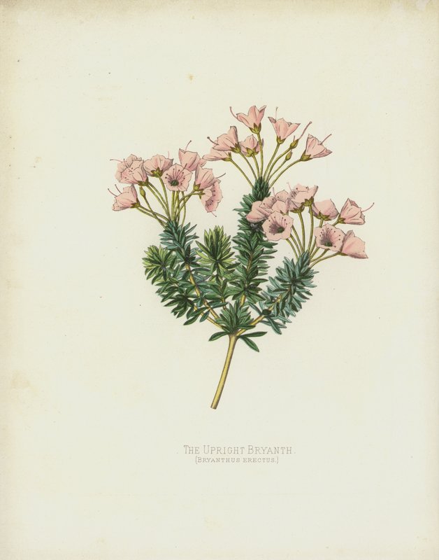 Wyprostowany Bryanth, Bryanthus Erectus autorstwa English School