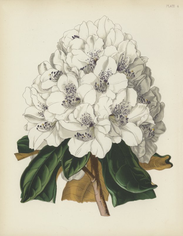 Rododendron biały Cunningham, Rhododendron Cinnamomeum; var Cunninghami autorstwa English School