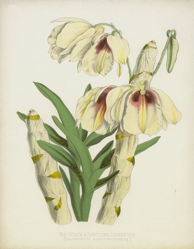 Dendrobium White and Sanguine, Dendrobium Albosanguineum autorstwa English School