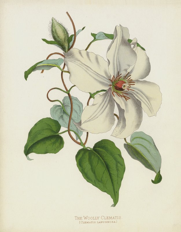 Powojnik włochaty, Clematis Lanuginosa autorstwa English School