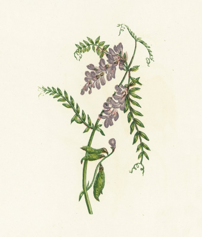 Czernica wyka, Vicia Cracca autorstwa English School