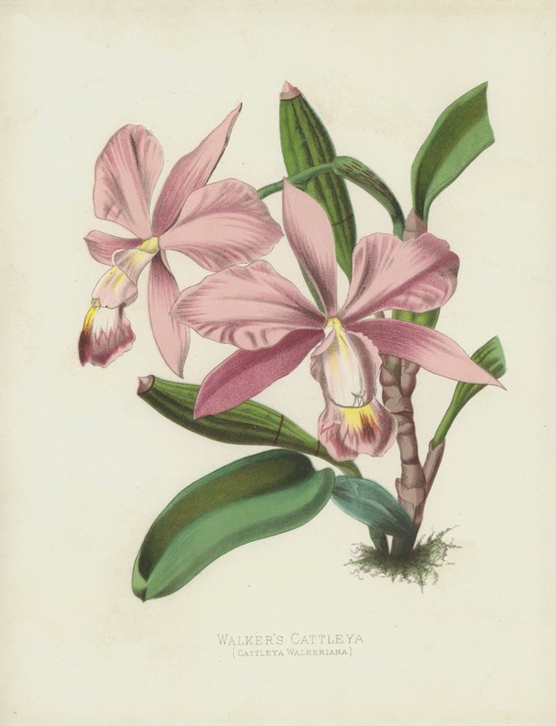 Spacery Cattleya, Cattleya Walkeriana autorstwa English School