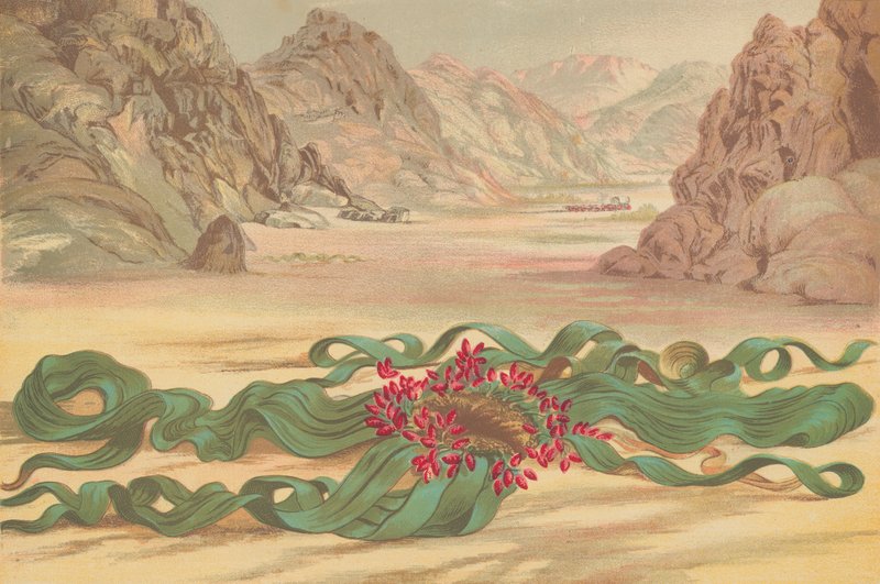 Welwitschia mirabilis, roślina południowo-zachodniej Afryki autorstwa English School