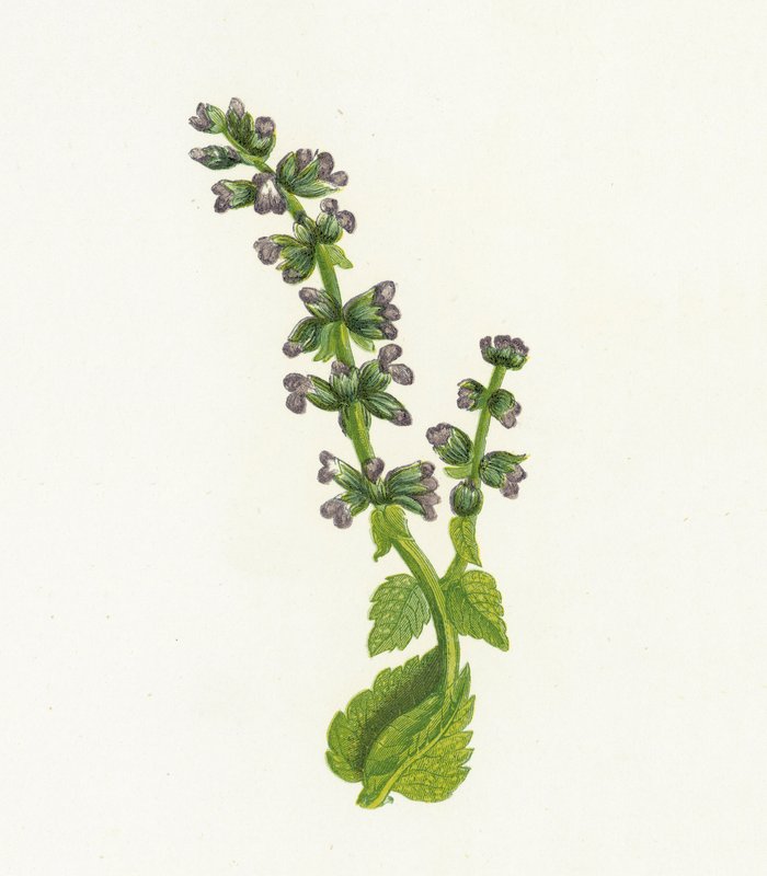 Dzika angielska Clary lub Sage, Salvia Verbenaca autorstwa English School