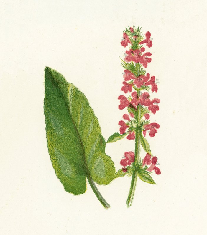 Beton drzewny, Betonica Officinalis autorstwa English School