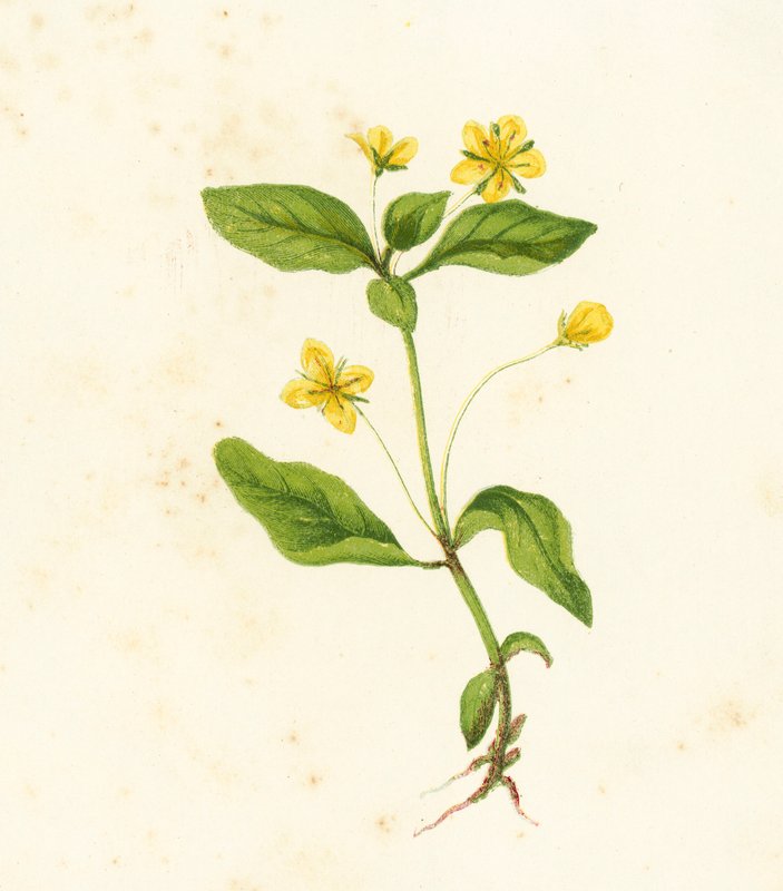 Wood Loosestrife, Lysimachia Woods autorstwa English School