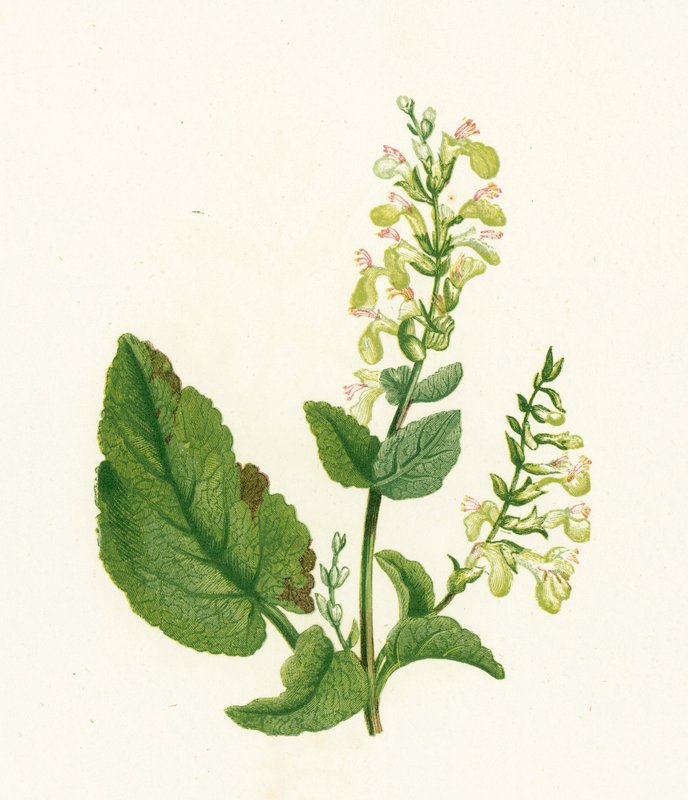szałwia drzewna, teucrium skorodonia autorstwa English School