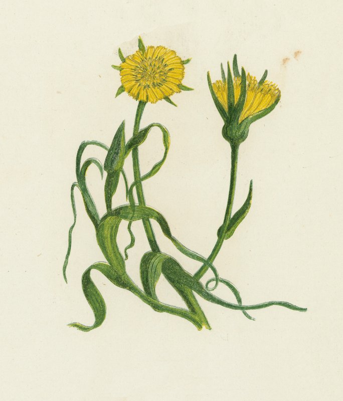 Żółta Broda Kozy, Tragopogon Pratensis autorstwa English School