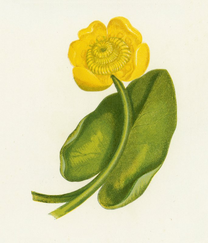 Żółta lilia wodna, Nuphar Lutea autorstwa English School