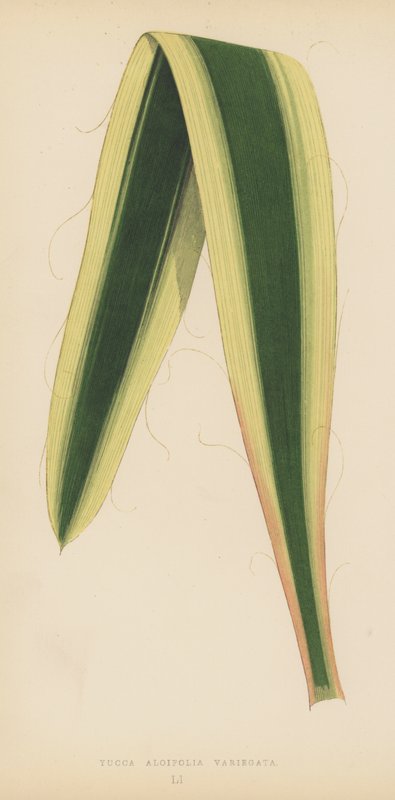 Yucca Aloifolia Variegata autorstwa English School