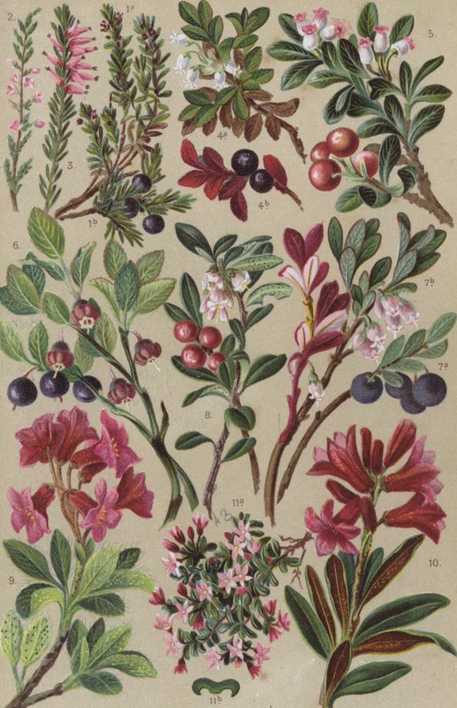 Flora alpejska autorstwa European School