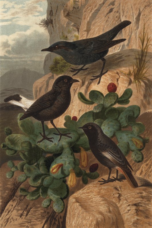 Blue Rock Thrush, Black Wheatear i Black Redstart autorstwa European School