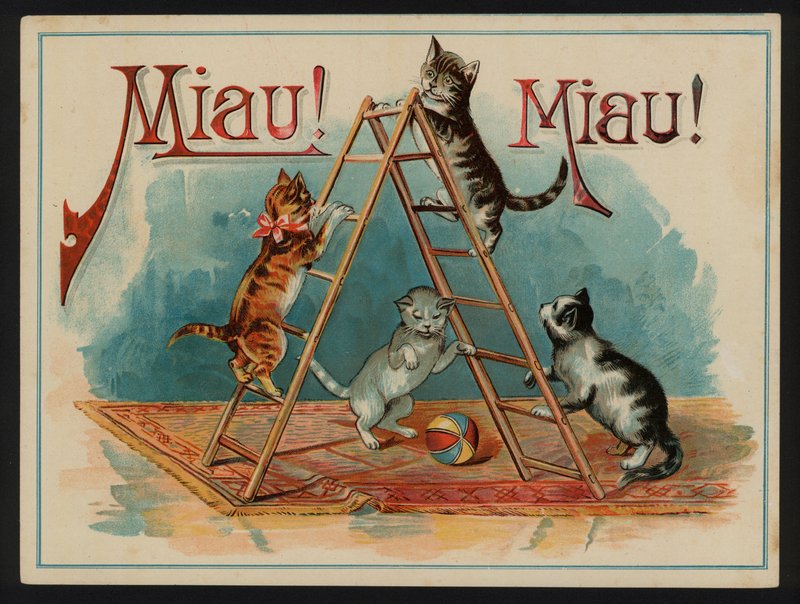 Miau! Miau! autorstwa European School