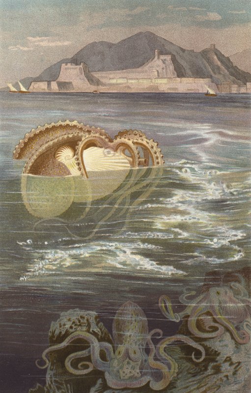 Paper-Nautilus autorstwa European School