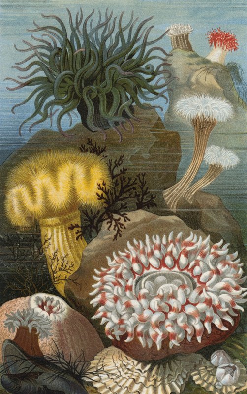 Seeanemonen autorstwa European School