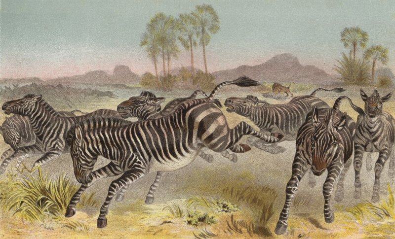 Zebra autorstwa European School