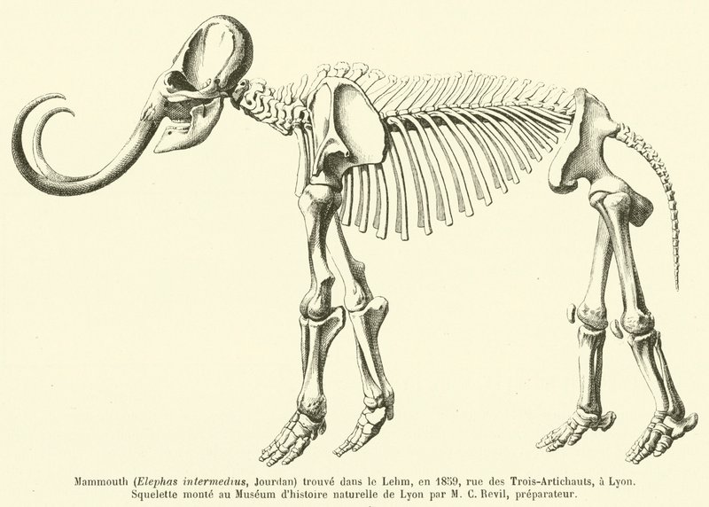 Mamut (Elephas intermedius, Jourdan) znaleziony w Lehm, w 1859, rue des Trois-Artichauts, w Lyonie autorstwa French School