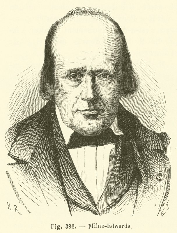 Milne-Edwards autorstwa French School