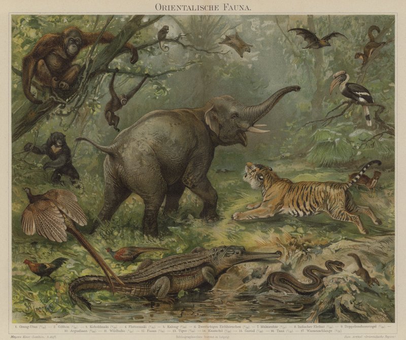 Fauna azjatycka autorstwa German School