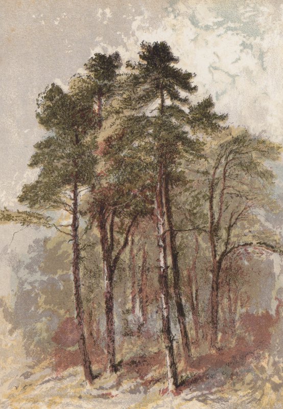 Grupa jodeł (chromolitho) autorstwa Aaron Edwin Penley