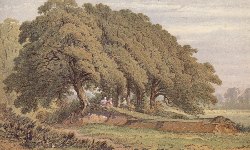 Studium grupy dębów w pobliżu Eltham, Kent (chromolitografia) autorstwa Aaron Edwin Penley