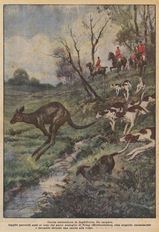 Australijskie polowania w Anglii autorstwa Achille Beltrame