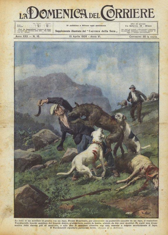 Walka wojny okaleczona wilkiem autorstwa Achille Beltrame