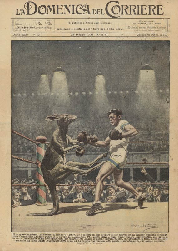 Kangur bokserski autorstwa Achille Beltrame