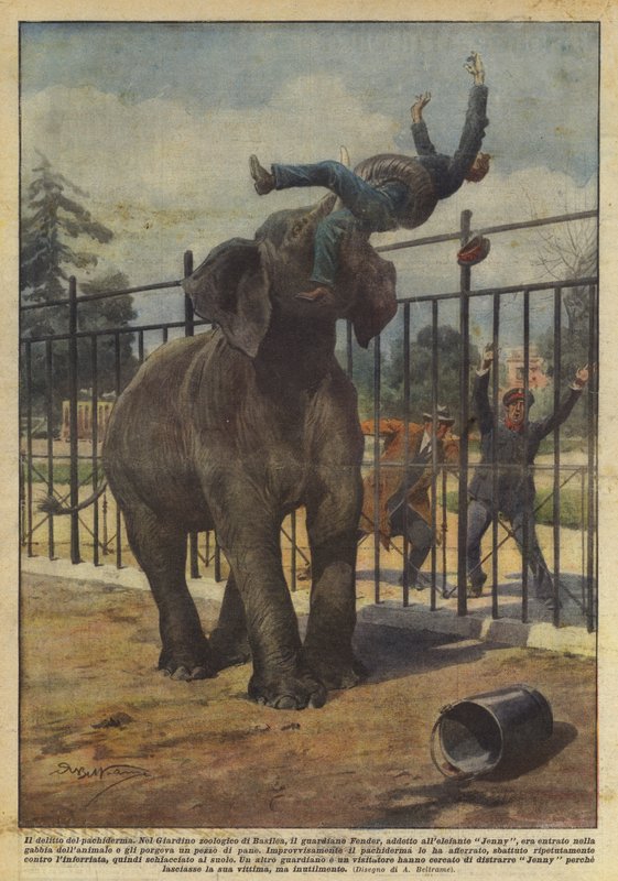 Zbrodnia pachyderm autorstwa Achille Beltrame