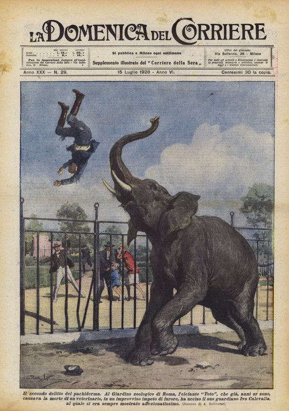 Druga zbrodnia pachydermy autorstwa Achille Beltrame