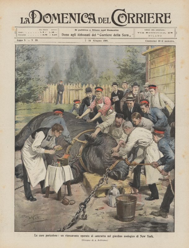 The Dangerous Cures, nosorożec z zaćmą w nowojorskim zoo autorstwa Achille Beltrame