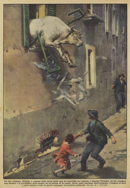 Wół akrobaty autorstwa Achille Beltrame