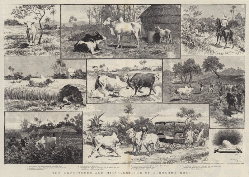 Przygody i nieszczęścia Brahma Bull autorstwa Adrien Emmanuel Marie