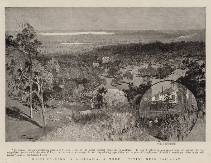 Hodowla owiec w Australii, stacja modelowa w pobliżu Ballarat autorstwa Albert Henry Fullwood