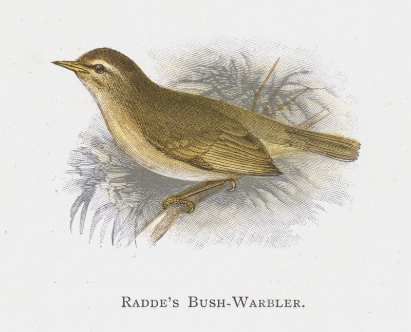 Raddes Bush-Warbler autorstwa Alexander Francis Lydon