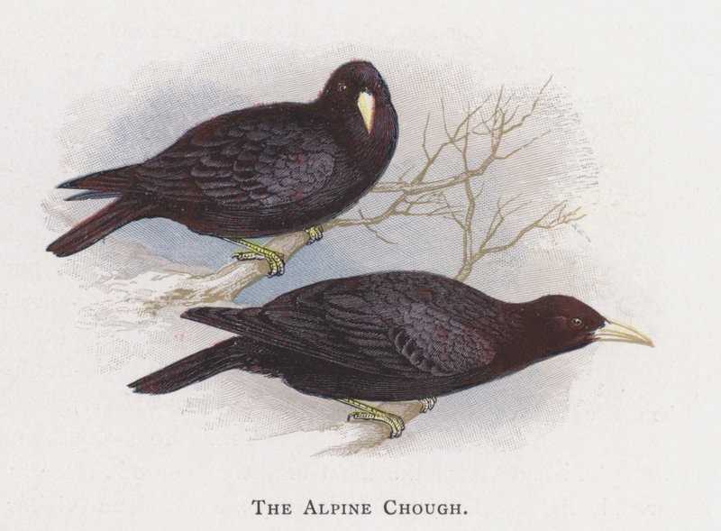 Chough alpejski autorstwa Alexander Francis Lydon
