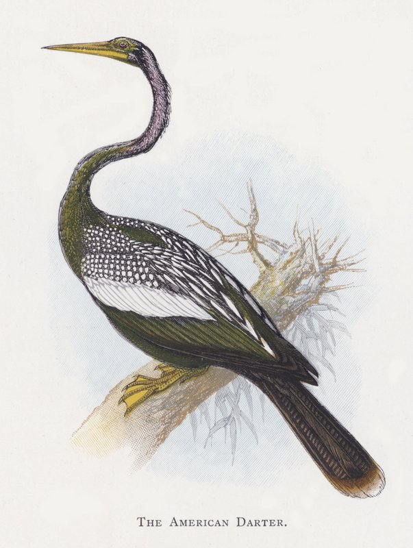 Amerykański Darter autorstwa Alexander Francis Lydon