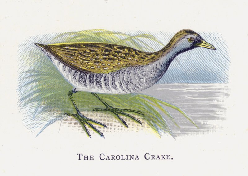 Karolina Crake autorstwa Alexander Francis Lydon