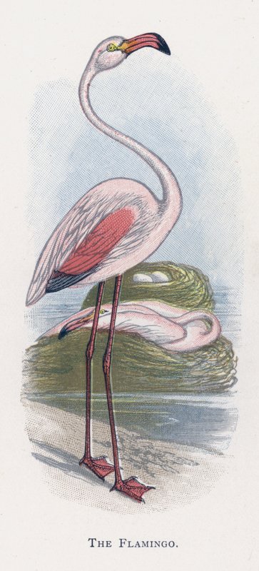 Flaming autorstwa Alexander Francis Lydon