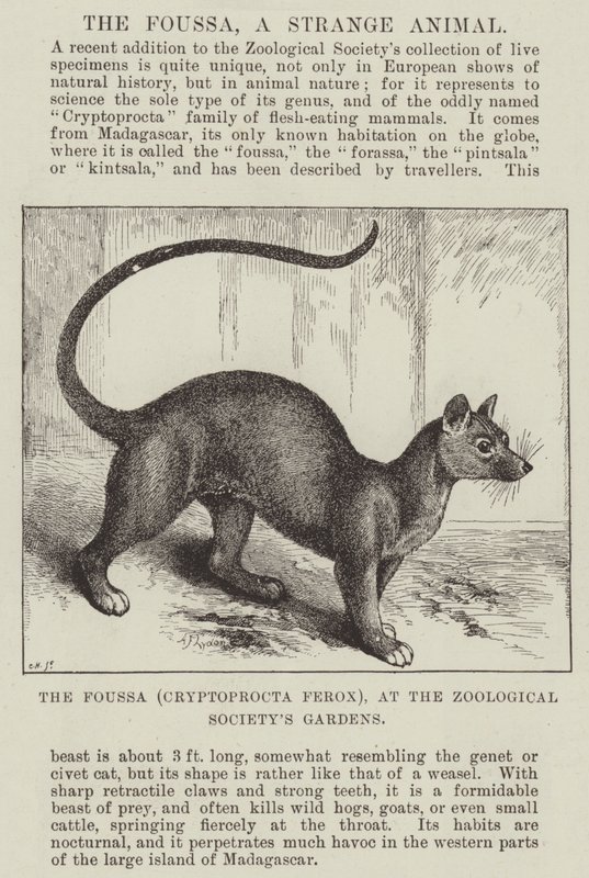Foussa (Cryptoprocta Ferox), w ogrodach Towarzystwa Zoologicznego autorstwa Alexander Francis Lydon